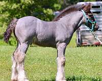 breeding-gypsy-vanner-horse