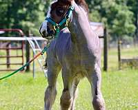 stallion-gypsy-vanner-horse