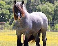 blue-roan-breeding-horse
