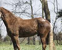 rocky-mountin-horse