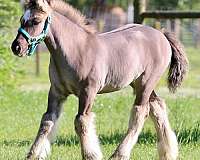 draft-gypsy-vanner-horse