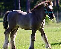 showmanship-gypsy-vanner-horse
