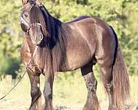 grulla-breeding-horse