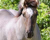 breeding-gypsy-vanner-horse