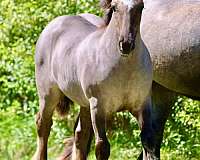 draft-gypsy-vanner-horse