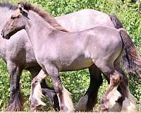 driving-gypsy-vanner-horse