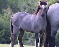 grulla-ghra-filly