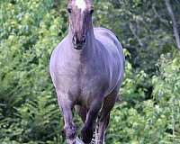 english-pleasure-gypsy-vanner-horse