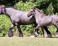 homozygous-black-gypsy-vanner-horse