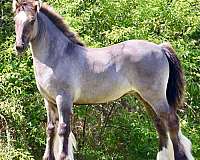 parade-gypsy-vanner-horse