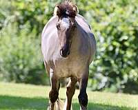 pleasure-driving-gypsy-vanner-horse