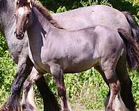 trail-gypsy-vanner-horse