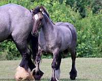 western-pleasure-gypsy-vanner-horse