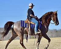 hunting-tennessee-walking-horse