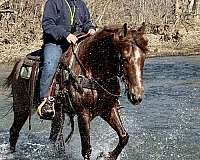 novice-rider-tennessee-walking-horse