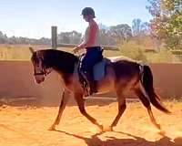 amateur-andalusian-horse