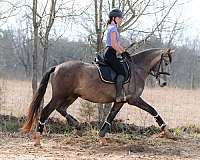 puppy-dog-andalusian-horse