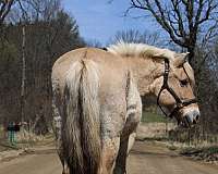 fjord-horse