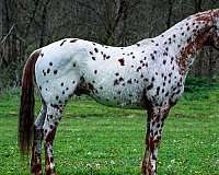chestnut-leopard-appaloosa-horse