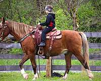 rocky-mountain-tennessee-walking-horse