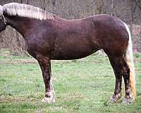 silb-quarter-horse-mare