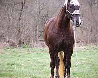 silb-experienced-horse