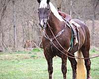 silb-trail-horse