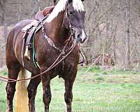silb-trail-riding-horse