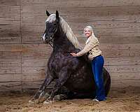fshr-quarter-horse-mare