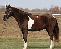 family-safe-tennessee-walking-horse