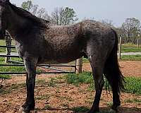 rodeo-haflinger-pony