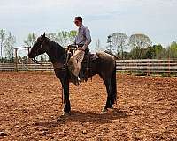 blue-roan-roan-equitation-horse
