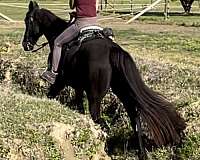 horsemanship-tennessee-walking-horse