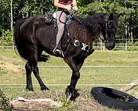 natural-horsemanship-training-tennessee-walking-horse