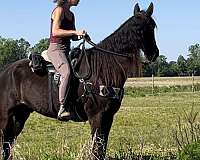 trail-tennessee-walking-horse