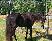 trail-riding-tennessee-walking-horse