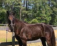 western-riding-tennessee-walking-horse