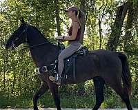 black-horsemanship-horse