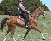 endurance-horse-for-sale-tennessee-walking