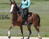 racking-horse-for-sale-mare