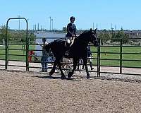 equitation-percheron-pony