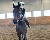 beginner-gelding