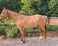 red-dun-right-hind-sock-horse