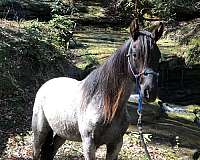 blue-roan-roan-breeding-trail-horse