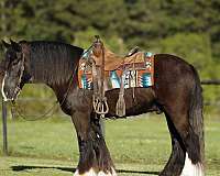 showing-gypsy-vanner-pony