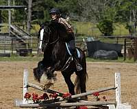 equitation-gypsy-vanner-pony