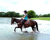 sporthorse-quarter-horse