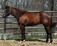 smokey-black-gelding-for-sale