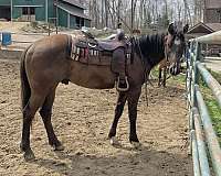 smokey-black-quarter-horse-for-sale