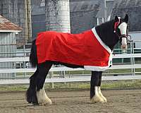 shire-horse
